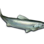 1-银伞鱼-150x150.webp